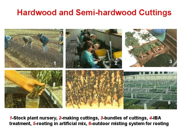 Hardwood and Semi-hardwood Cuttings 1 4 3 2 5 6 1 -Stock plant nursery,