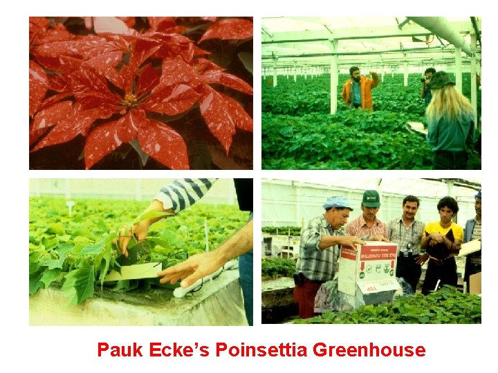 Pauk Ecke’s Poinsettia Greenhouse 