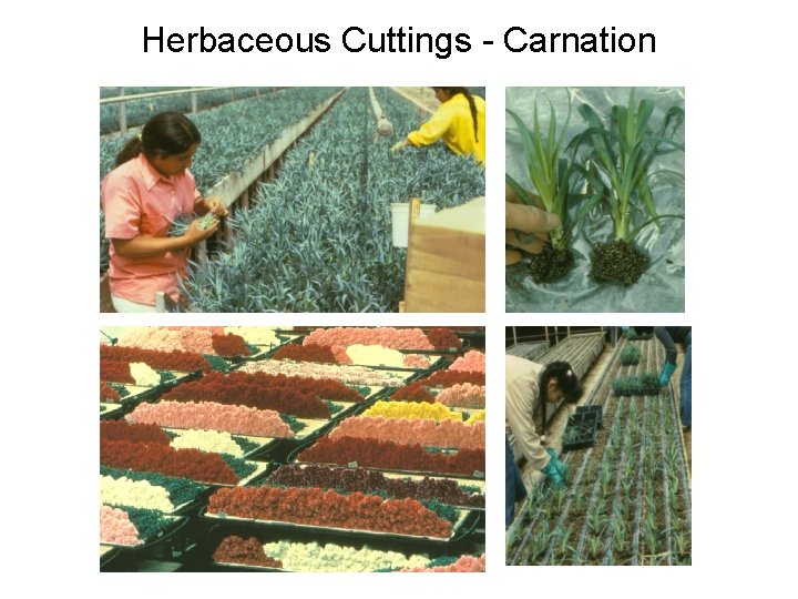 Herbaceous Cuttings - Carnation 