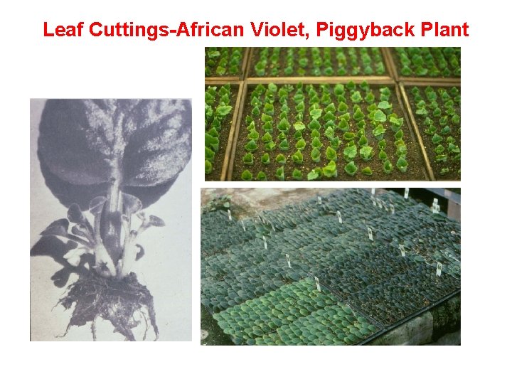 Leaf Cuttings-African Violet, Piggyback Plant 