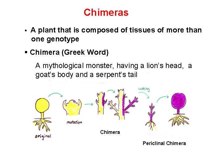 Chimeras § A plant that is composed of tissues of more than one genotype