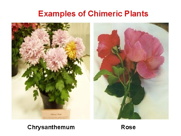 Examples of Chimeric Plants Chrysanthemum Rose 