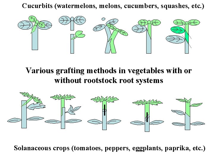 Cucurbits (watermelons, cucumbers, squashes, etc. ) Various grafting methods in vegetables with or without