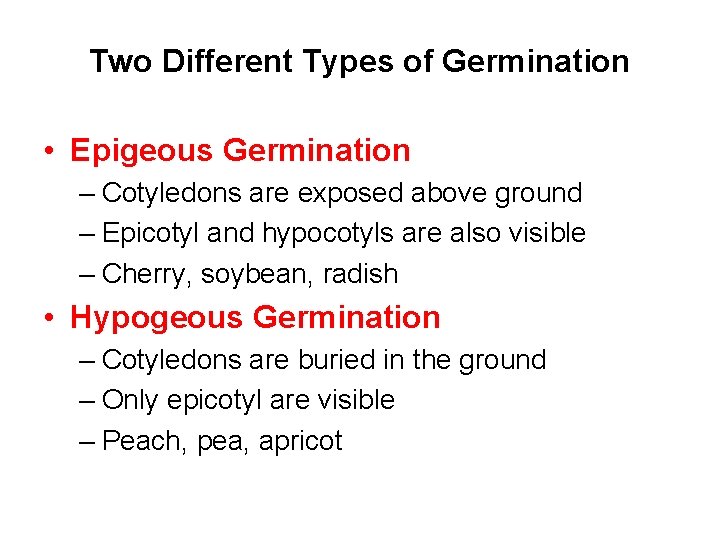 Two Different Types of Germination • Epigeous Germination – Cotyledons are exposed above ground