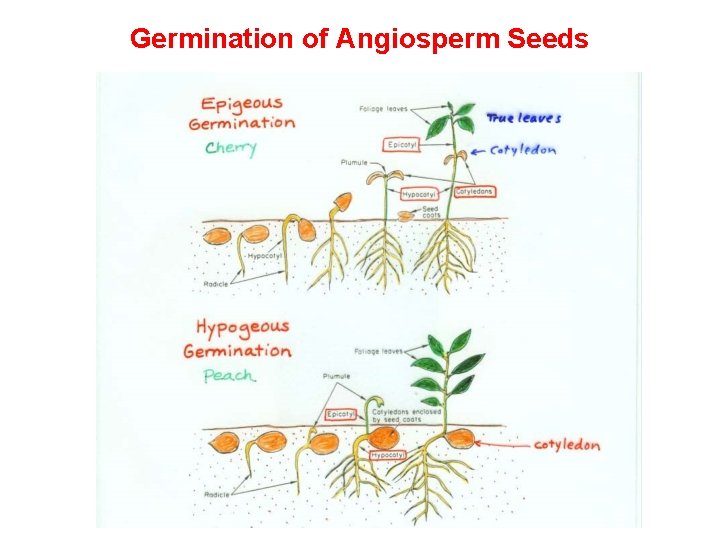 Germination of Angiosperm Seeds 