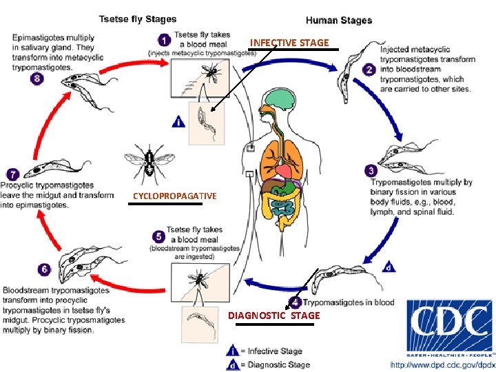 INFECTIVE STAGE CYCLOPROPAGATIVE DIAGNOSTIC STAGE 