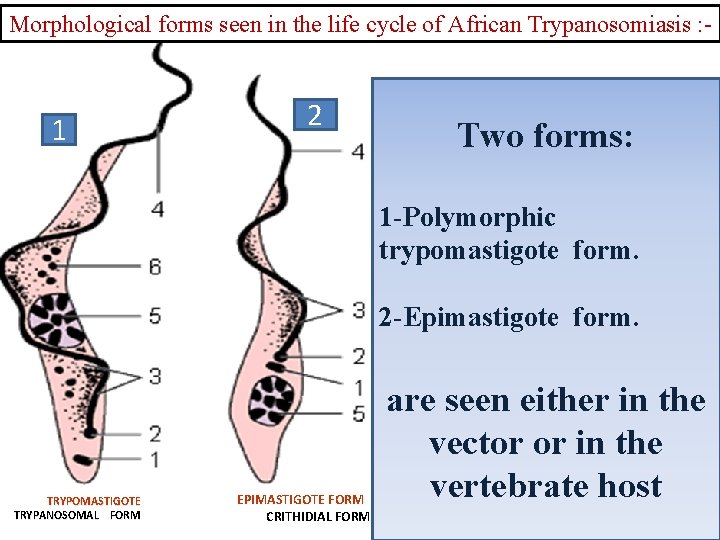 Morphological forms seen in the life cycle of African Trypanosomiasis : - 1 2