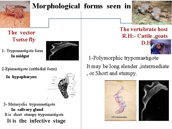 Morphological forms seen in The vector Tsetse fly 1 - Trypomastigote form In midgut