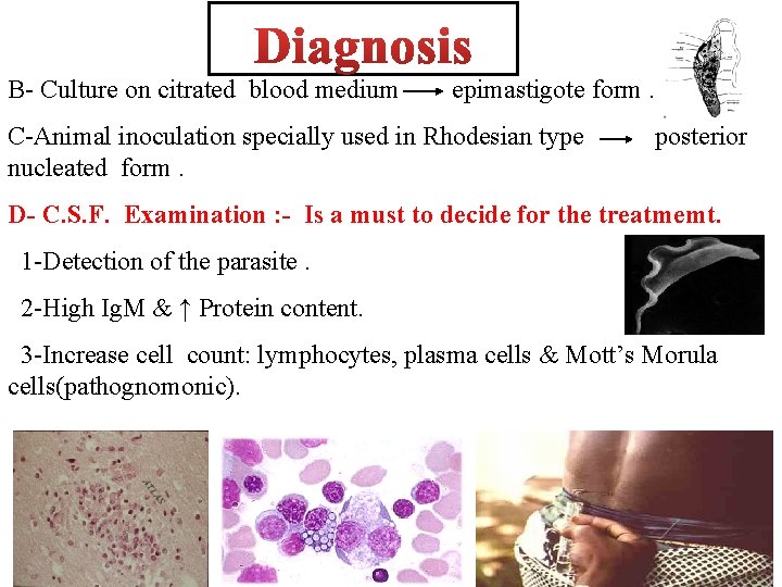 B- Culture on citrated blood medium epimastigote form. C-Animal inoculation specially used in Rhodesian