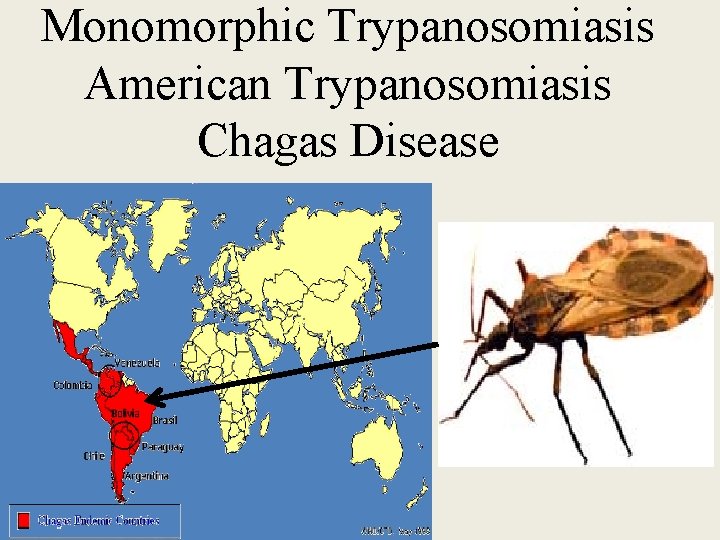 Monomorphic Trypanosomiasis American Trypanosomiasis Chagas Disease 