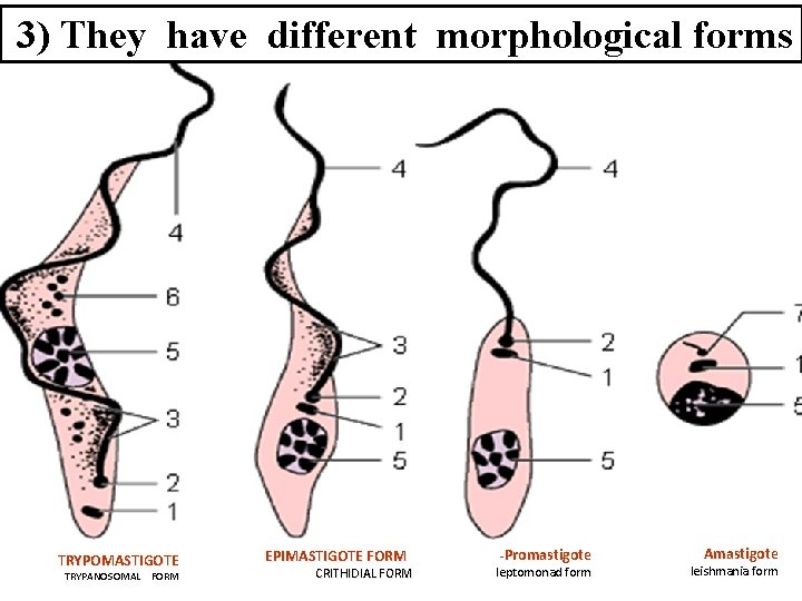 3) They have different morphological forms TRYPOMASTIGOTE TRYPANOSOMAL FORM EPIMASTIGOTE FORM CRITHIDIAL FORM -Promastigote