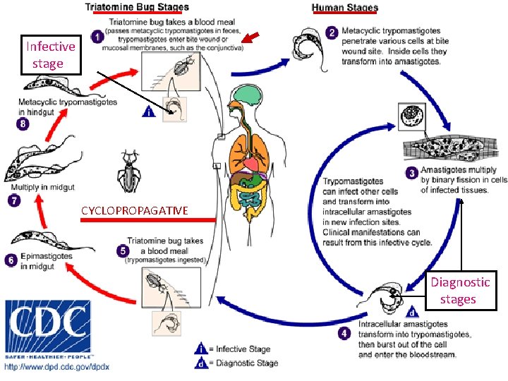 Infective stage CYCLOPROPAGATIVE Diagnostic stages 