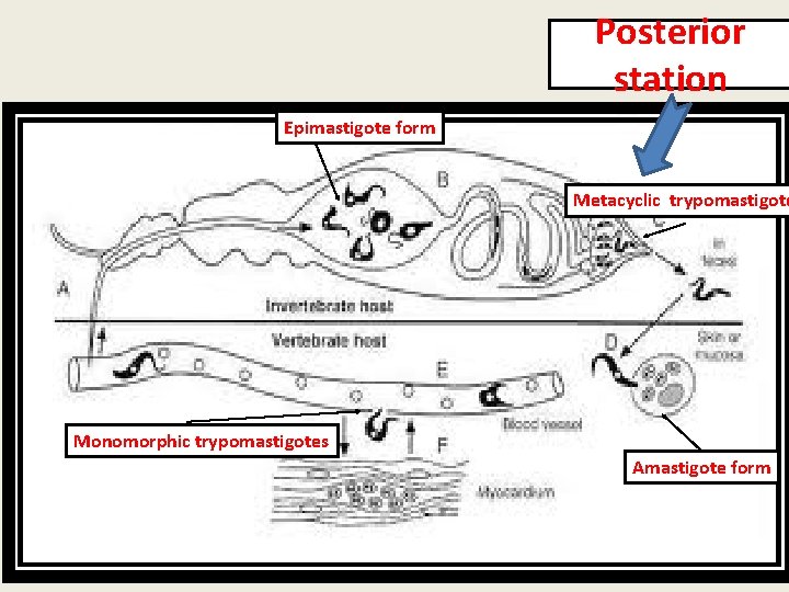 Posterior station Epimastigote form Metacyclic trypomastigote Monomorphic trypomastigotes Amastigote form 