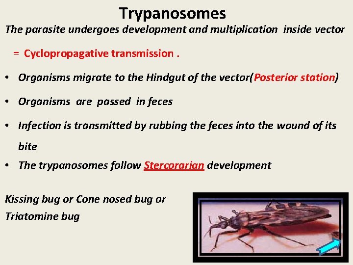 Trypanosomes The parasite undergoes development and multiplication inside vector = Cyclopropagative transmission. • Organisms