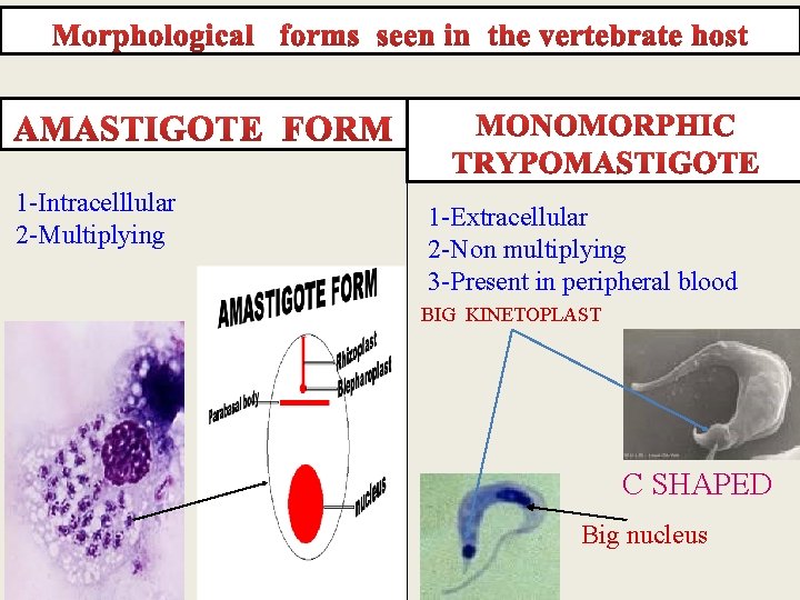 1 -Intracelllular 2 -Multiplying 1 -Extracellular 2 -Non multiplying 3 -Present in peripheral blood