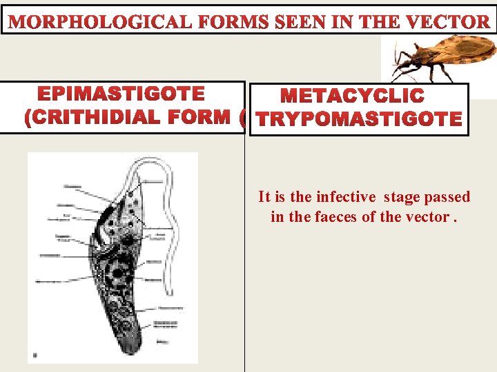 It is the infective stage passed in the faeces of the vector. 