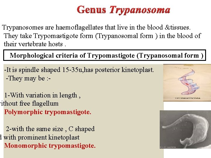 Trypanosomes are haemoflagellates that live in the blood &tissues. They take Trypomastigote form (Trypanosomal