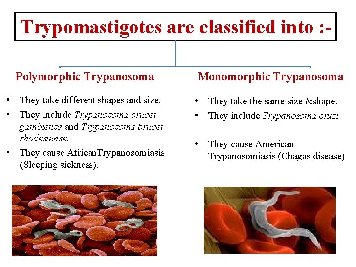 Trypomastigotes are classified into : Polymorphic Trypanosoma • They take different shapes and size.