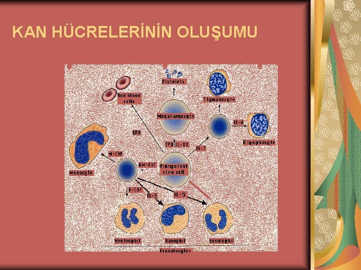 KAN HÜCRELERİNİN OLUŞUMU 