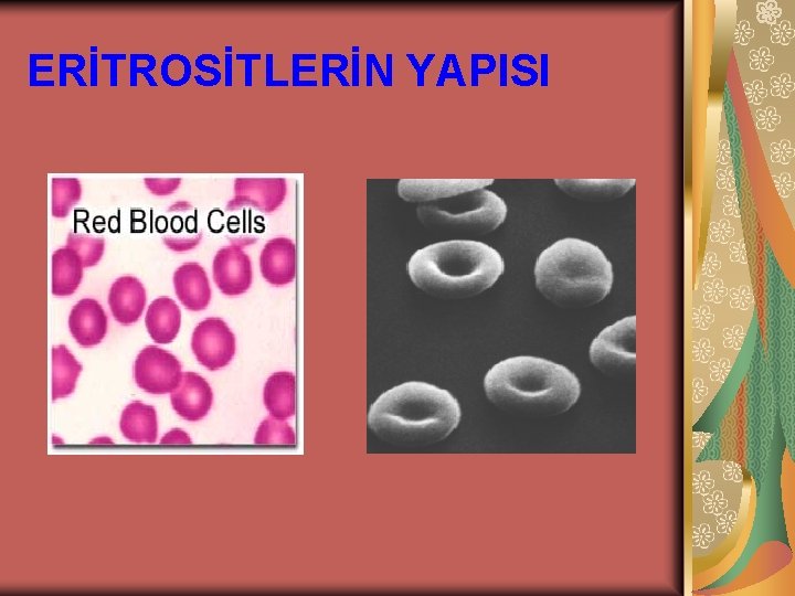 ERİTROSİTLERİN YAPISI 