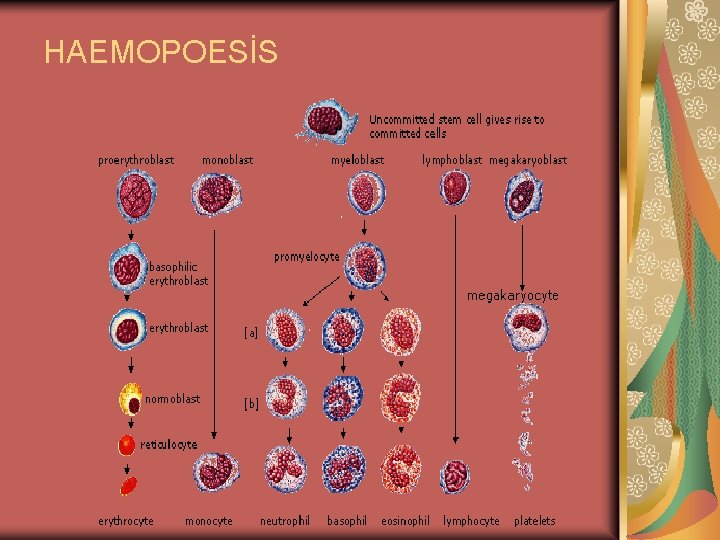 HAEMOPOESİS 