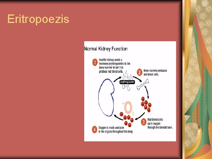Eritropoezis 