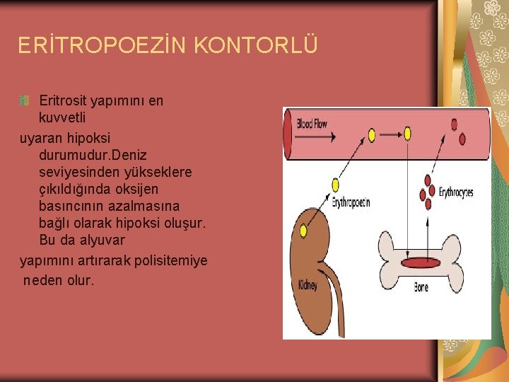 ERİTROPOEZİN KONTORLÜ Eritrosit yapımını en kuvvetli uyaran hipoksi durumudur. Deniz seviyesinden yükseklere çıkıldığında oksijen