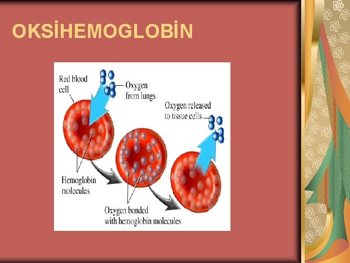 OKSİHEMOGLOBİN 