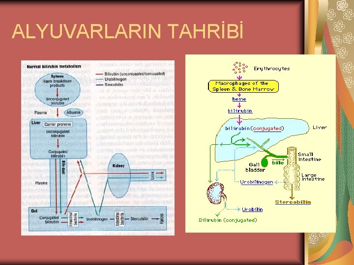 ALYUVARLARIN TAHRİBİ 