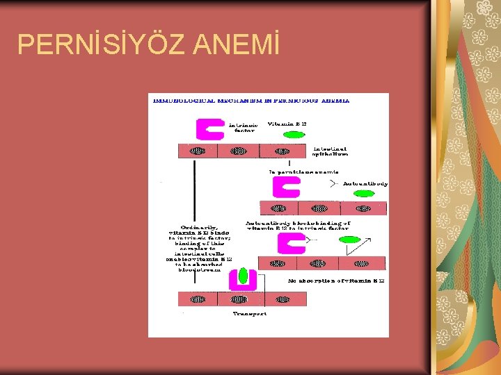 PERNİSİYÖZ ANEMİ 