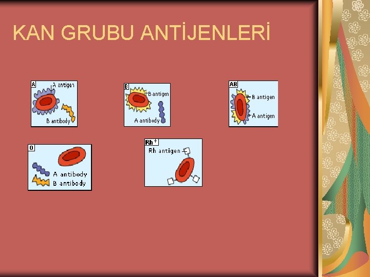 KAN GRUBU ANTİJENLERİ 