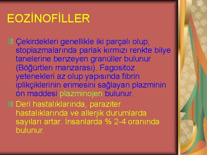 EOZİNOFİLLER Çekirdekleri genellikle iki parçalı olup, stoplazmalarında parlak kırmızı renkte bilye tanelerine benzeyen granüller