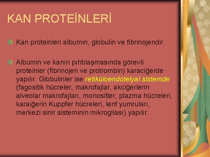 KAN PROTEİNLERİ Kan proteinleri albumin, globulin ve fibrinojendir. Albumin ve kanın pıhtılaşmasında görevli proteinler