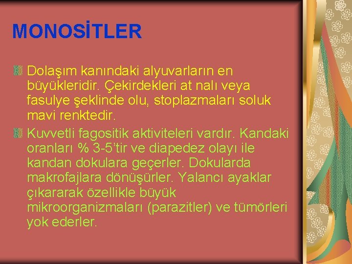 MONOSİTLER Dolaşım kanındaki alyuvarların en büyükleridir. Çekirdekleri at nalı veya fasulye şeklinde olu, stoplazmaları