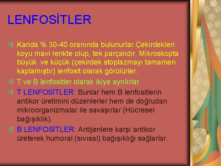 LENFOSİTLER Kanda % 30 -40 oranında bulunurlar. Çekirdekleri koyu mavi renkte olup, tek parçalıdır.