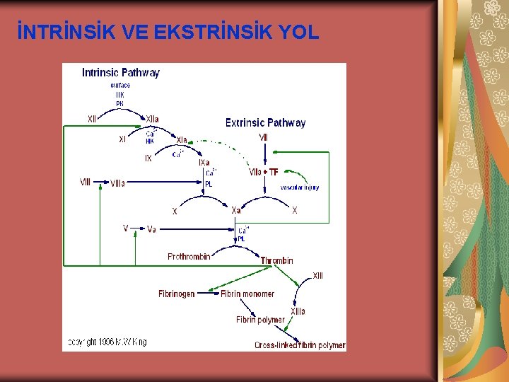 İNTRİNSİK VE EKSTRİNSİK YOL 