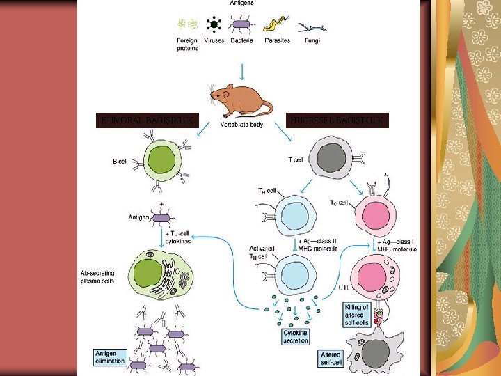 HUMORAL BAĞIŞIKLIK HÜCRESEL BAĞIŞIKLIK 