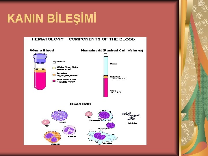 KANIN BİLEŞİMİ 