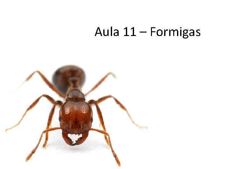 Aula 11 – Formigas 