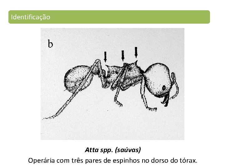 Identificação Atta spp. (saúvas) Operária com três pares de espinhos no dorso do tórax.
