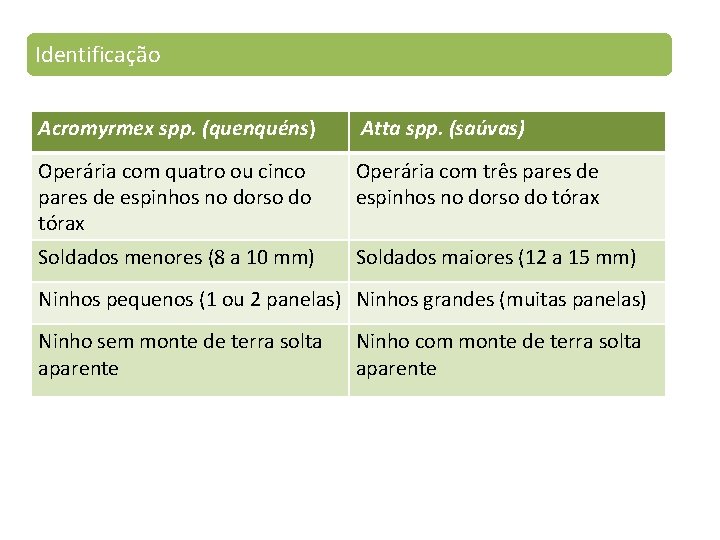 Identificação Acromyrmex spp. (quenquéns) Atta spp. (saúvas) Operária com quatro ou cinco pares de