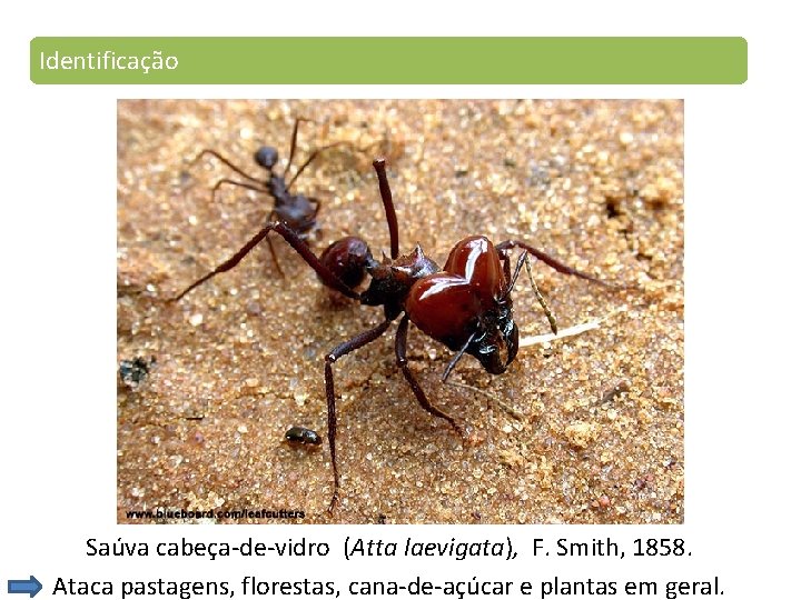 Identificação Saúva cabeça-de-vidro (Atta laevigata), F. Smith, 1858. Ataca pastagens, florestas, cana-de-açúcar e plantas