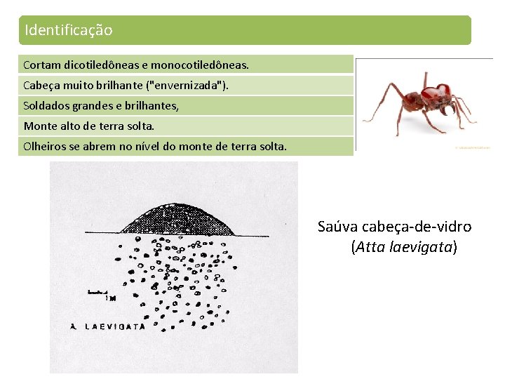 Identificação Cortam dicotiledôneas e monocotiledôneas. Cabeça muito brilhante ("envernizada"). Soldados grandes e brilhantes, Monte