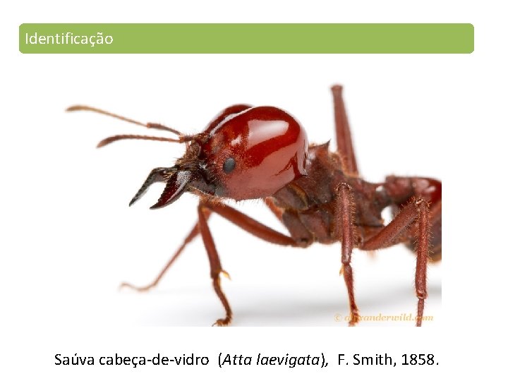 Identificação Saúva cabeça-de-vidro (Atta laevigata), F. Smith, 1858. 