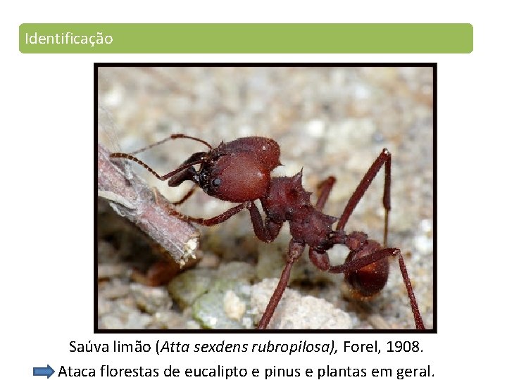 Identificação Saúva limão (Atta sexdens rubropilosa), Forel, 1908. Ataca florestas de eucalipto e pinus