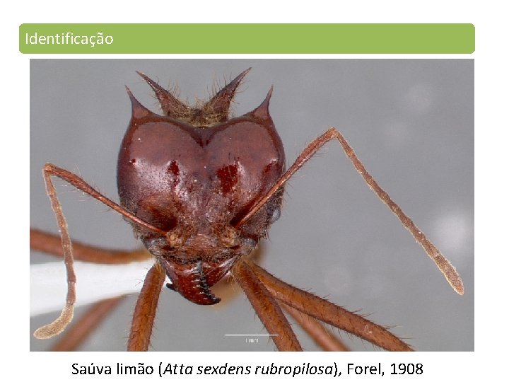 Identificação Saúva limão (Atta sexdens rubropilosa), Forel, 1908 