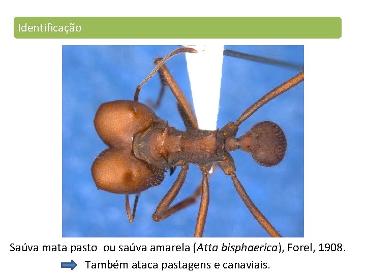 Identificação Saúva mata pasto ou saúva amarela (Atta bisphaerica), Forel, 1908. Também ataca pastagens