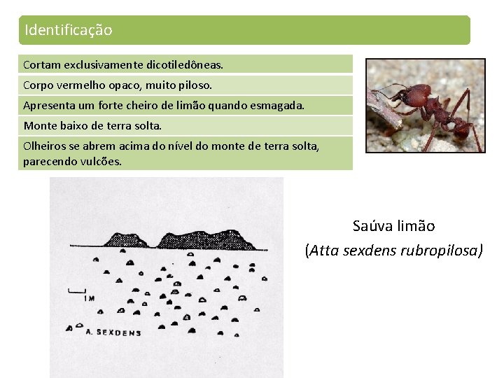 Identificação Cortam exclusivamente dicotiledôneas. Corpo vermelho opaco, muito piloso. Apresenta um forte cheiro de