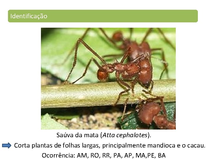 Identificação Saúva da mata (Atta cephalotes). Corta plantas de folhas largas, principalmente mandioca e