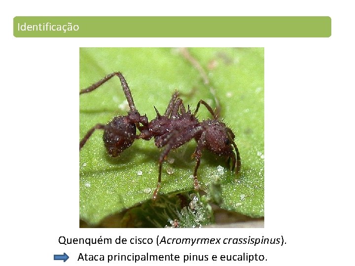 Identificação Quenquém de cisco (Acromyrmex crassispinus). Ataca principalmente pinus e eucalipto. 